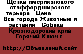 Щенки американского стаффордширского терьера › Цена ­ 20 000 - Все города Животные и растения » Собаки   . Краснодарский край,Горячий Ключ г.